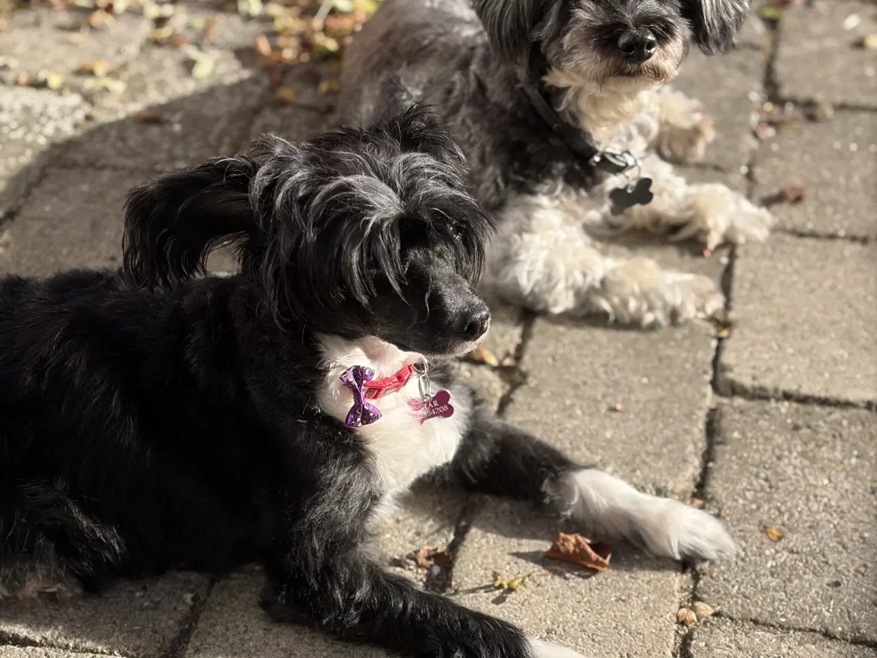 Billede 7 - Blandingsrace hundehvalp