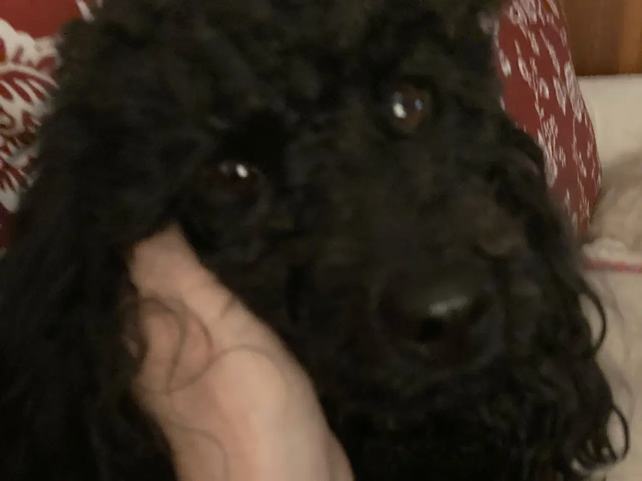 Billede 18 - 5 ugers Dværgpudel drenge