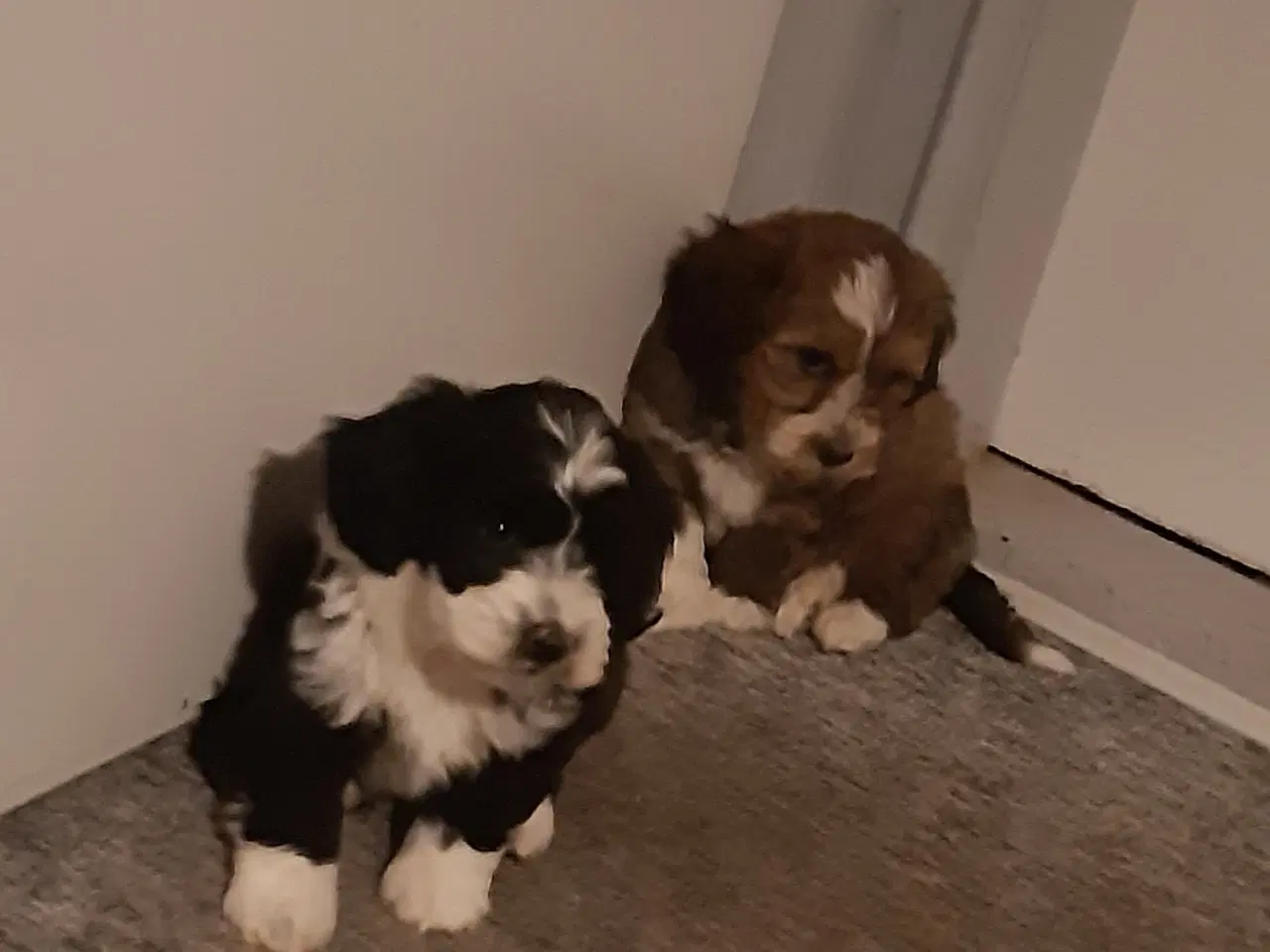 Billede 1 - Puddel havanese hvalpe