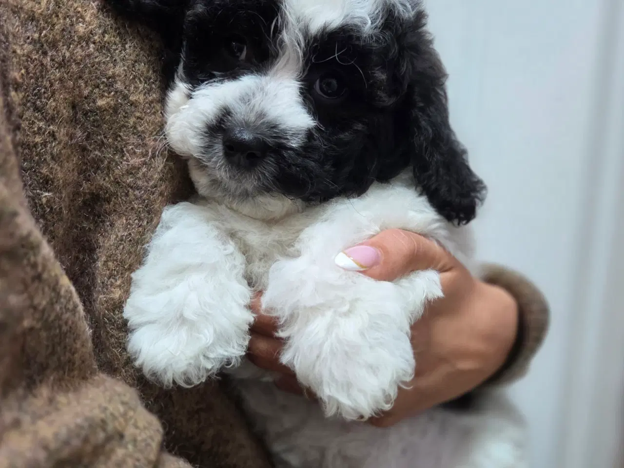 Billede 2 - Havapoo tæve hvalp❤️🐶