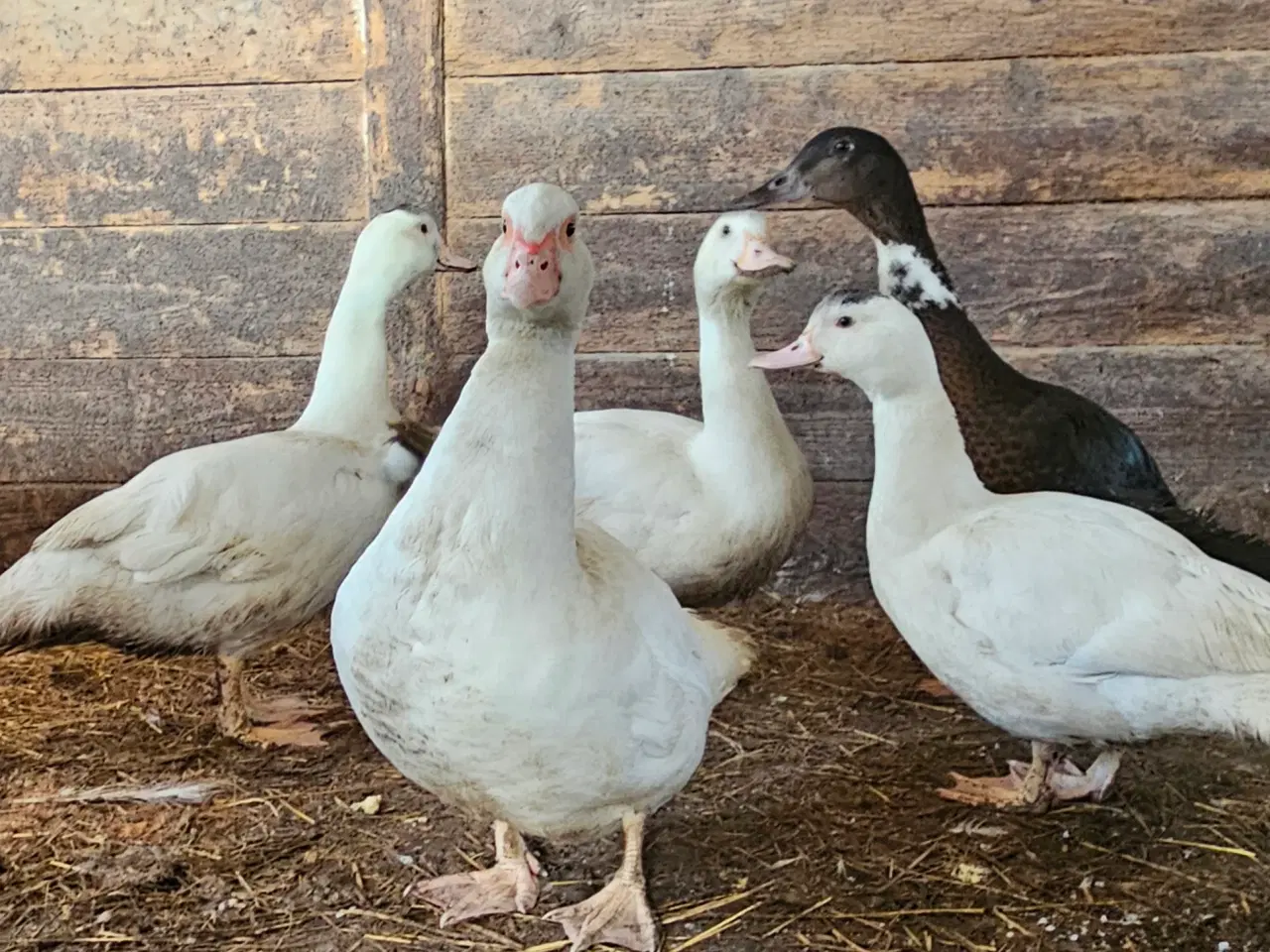 Billede 1 - Moskusand med 4 ællinger