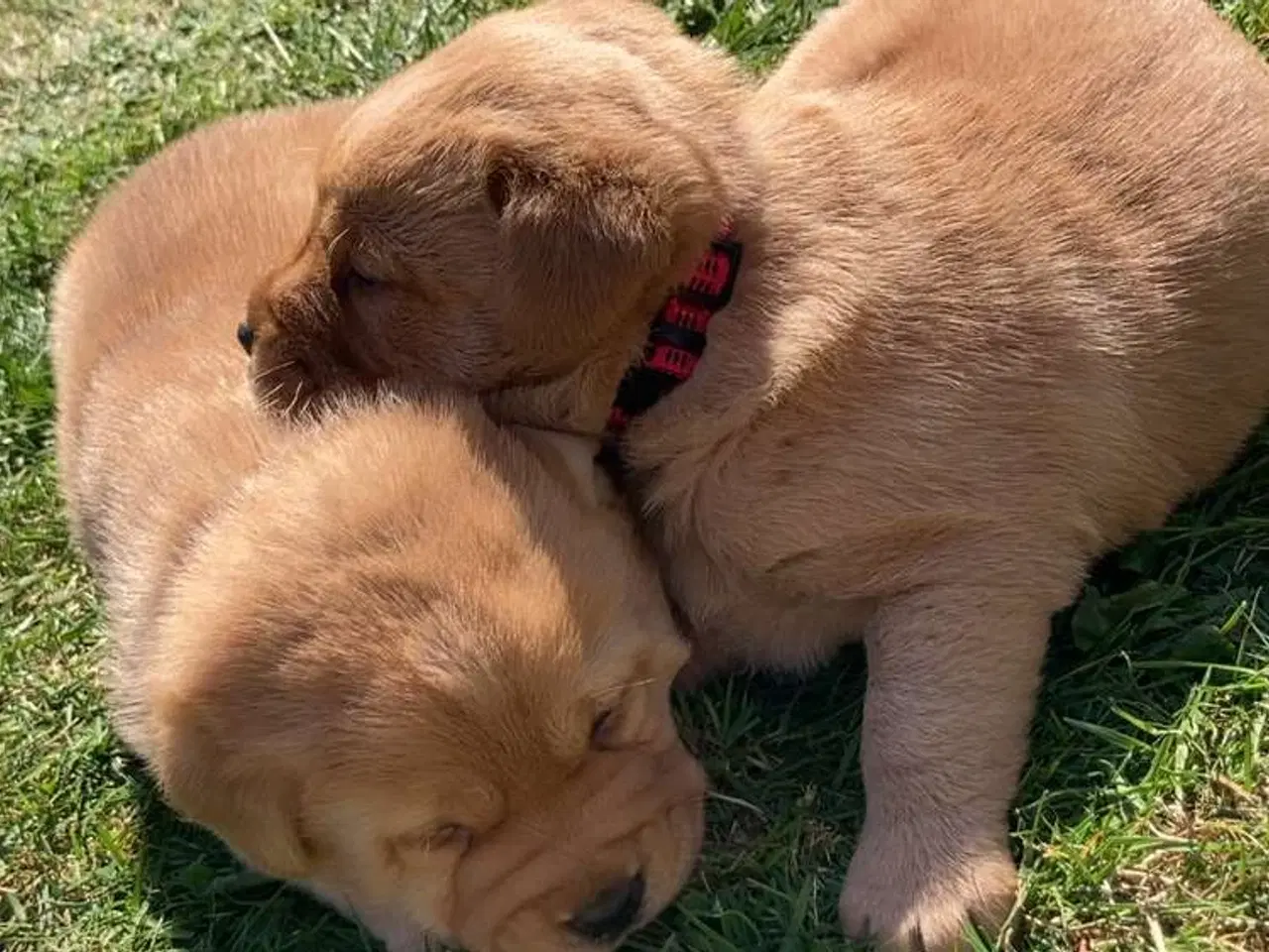 Billede 13 - Blandings Hvalpe 3/4 labrador 1/4 chow chow