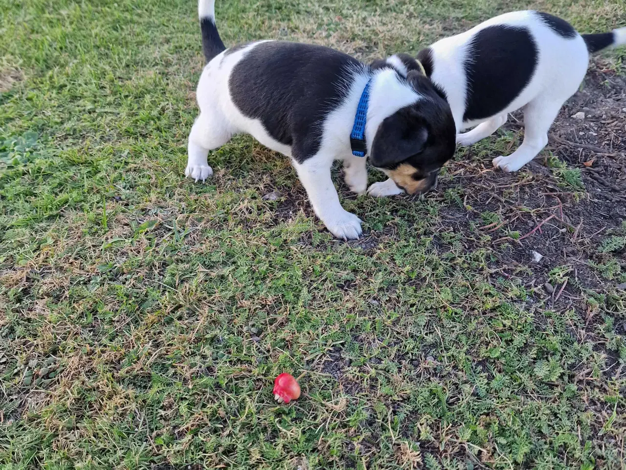 Billede 1 - Dansksvensk gårdhund (kun 1 han tilbage)