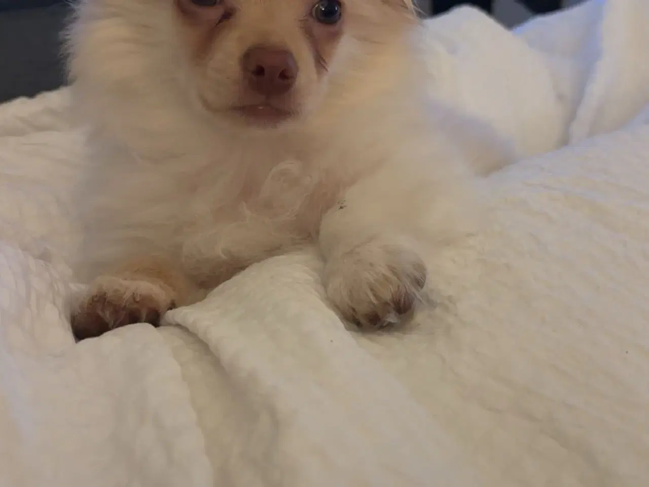 Billede 5 - Lang håret chihuahua 