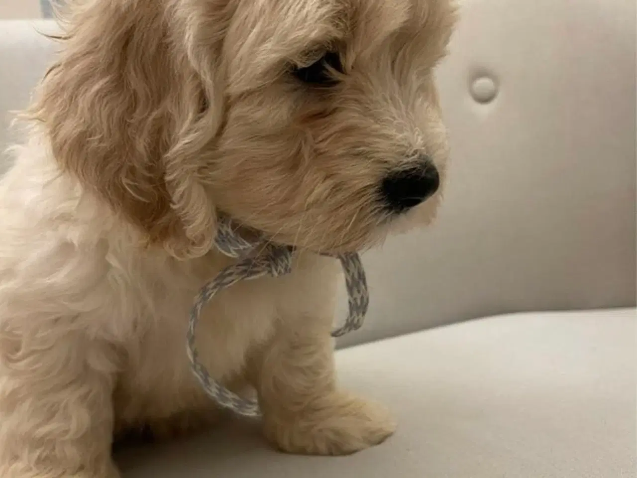 Billede 6 - De skønneste Mini Goldendoodle hvalpe 