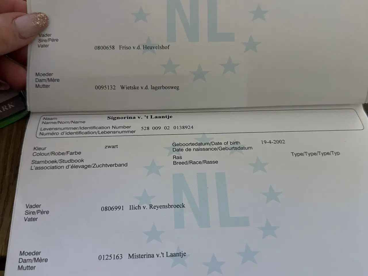 Billede 5 - Shetlandsponyer