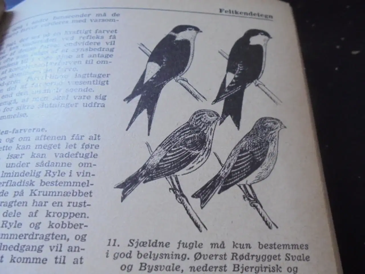 Billede 8 - Jeg ser på fugle - Politikens forlag 1959 