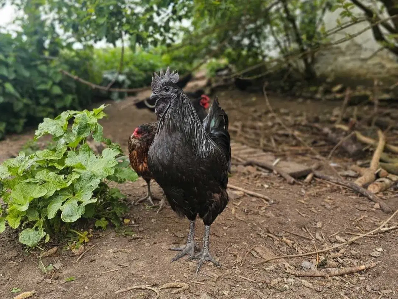 Billede 8 - Ayam Cemani rugeæg 