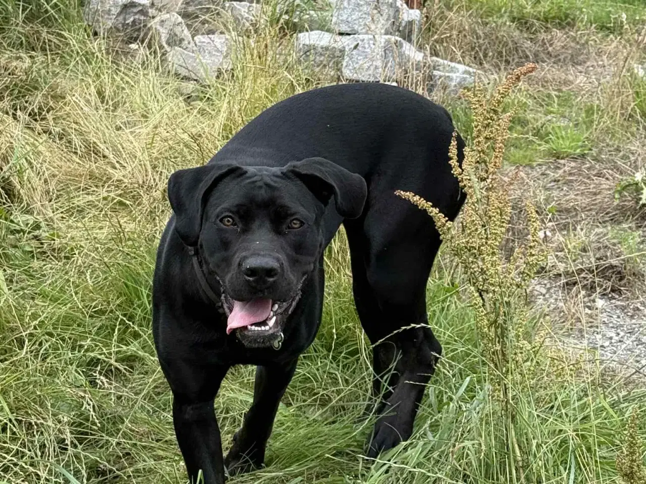 Billede 1 - Labrador/ cane corso tæve søger nyt hjem 