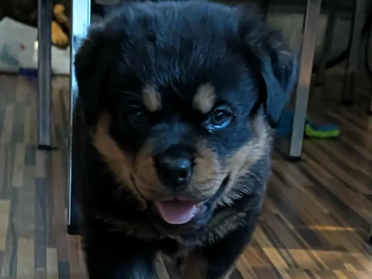 Billede 5 - Labweiler