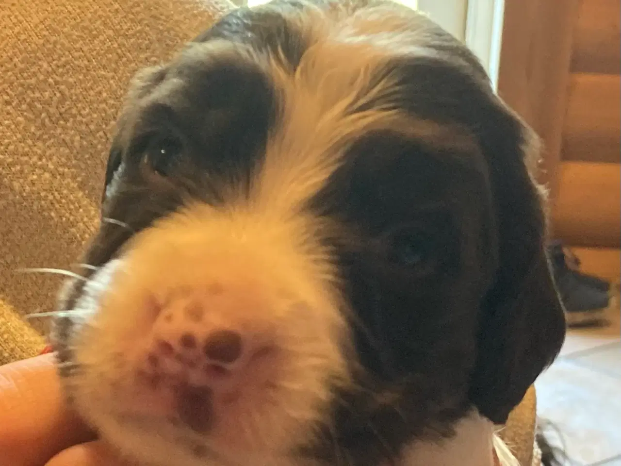 Billede 3 - Engelske Springer Spaniel