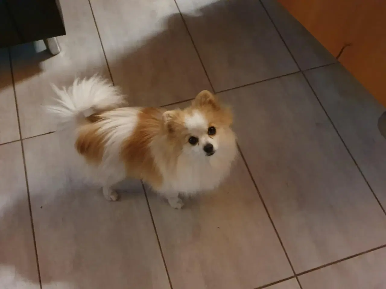 Billede 5 - Pommeranian og cavalier søger nyt hjem