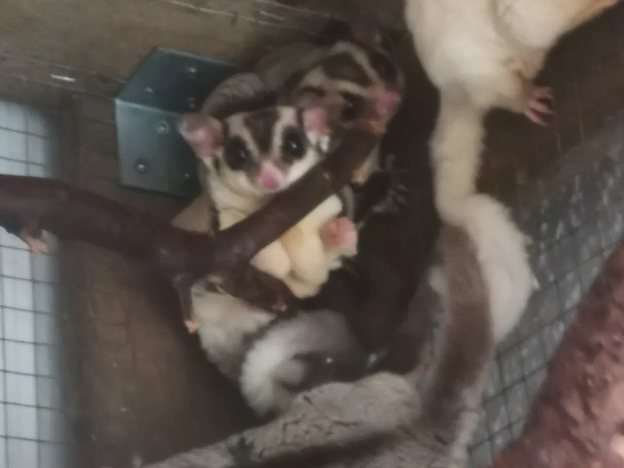 Billede 12 - Sugarglider Flyvepungegern gruppe