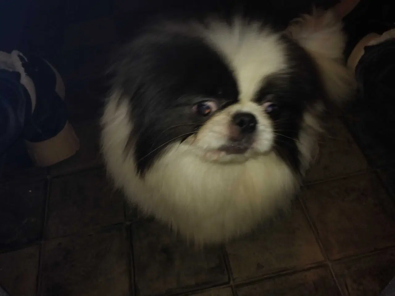 Billede 3 - Blå og hvid pekingeser han sælges