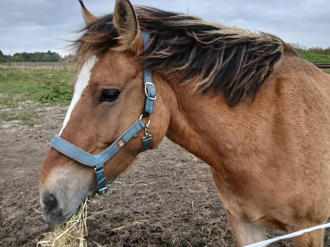 Billede 1 - Fjordhest/tinker vallak på 6,5 år