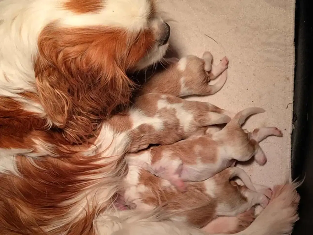 Billede 2 - Lækre cavalier drengebørn med stamtavle.
