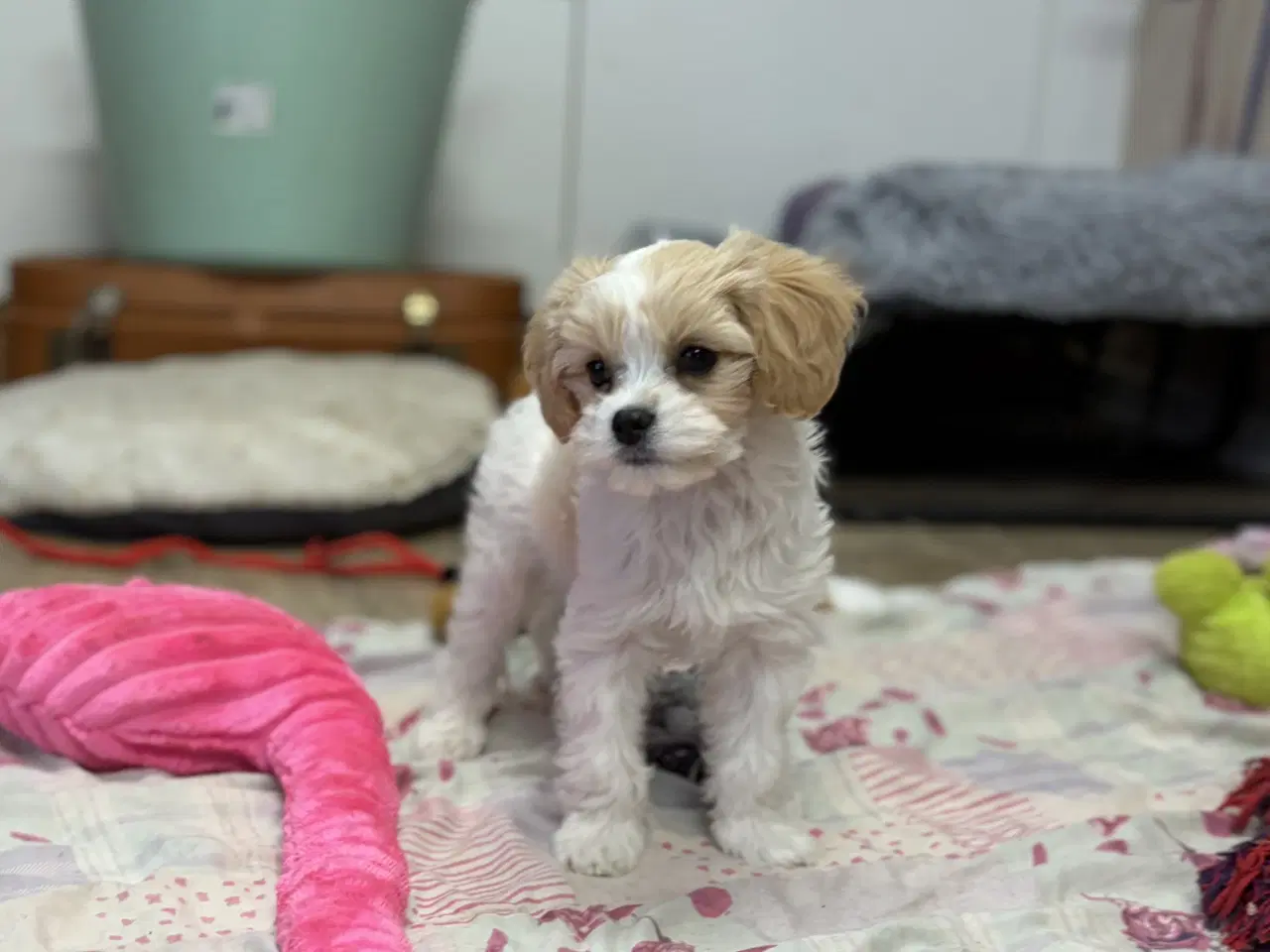 Billede 19 - Den smukkeste Mini Cavapoo pige 