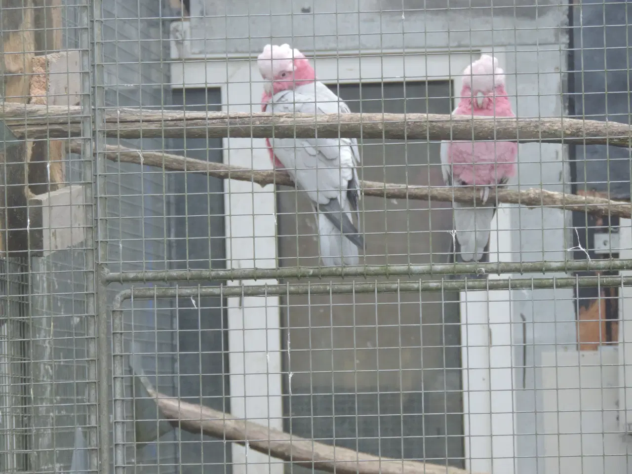 Billede 5 - Sælger 1 avlspar Rosa Kakadu.