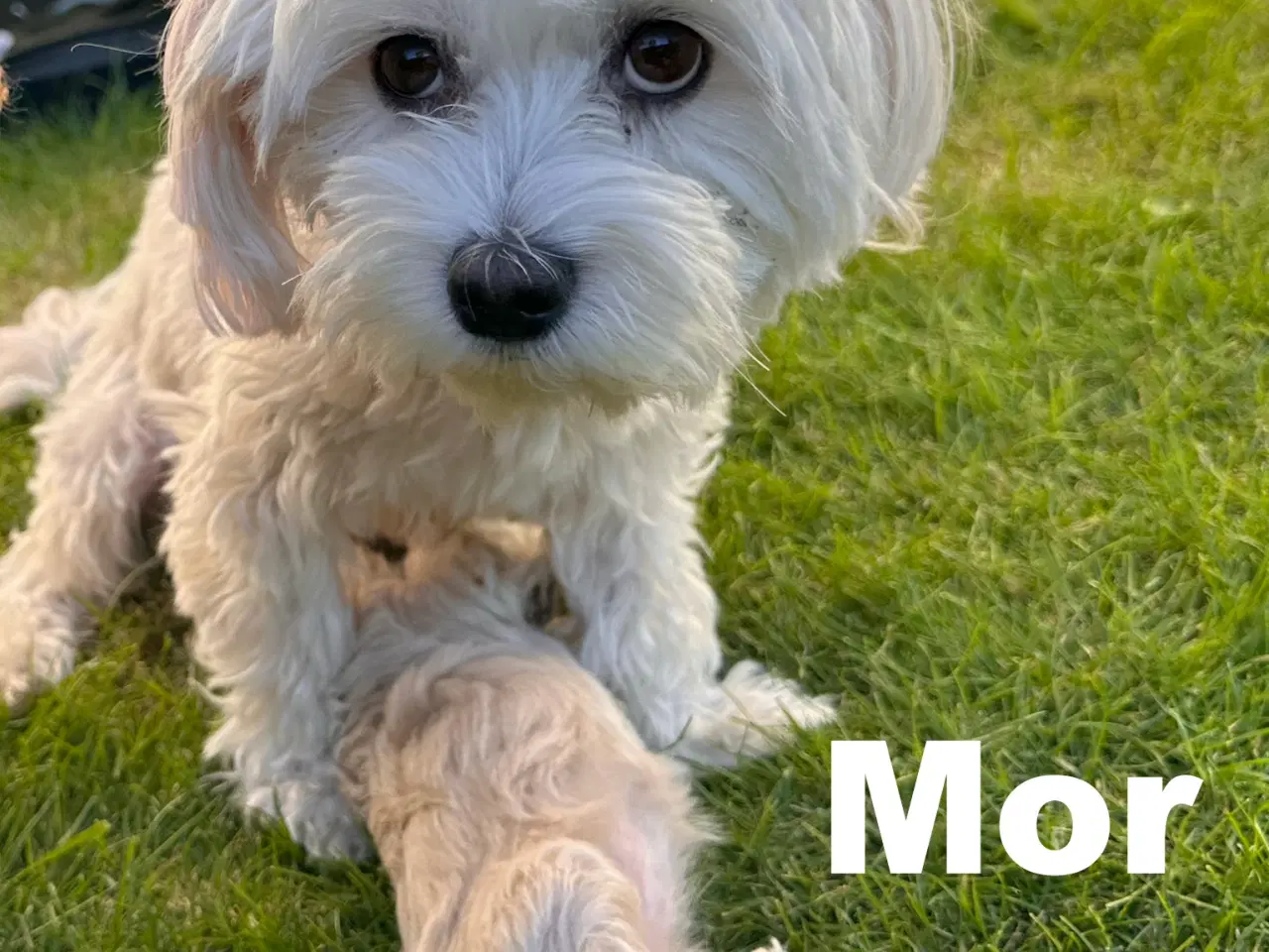 Billede 9 - Maltipoo stueopdræt af DNA testede forældre