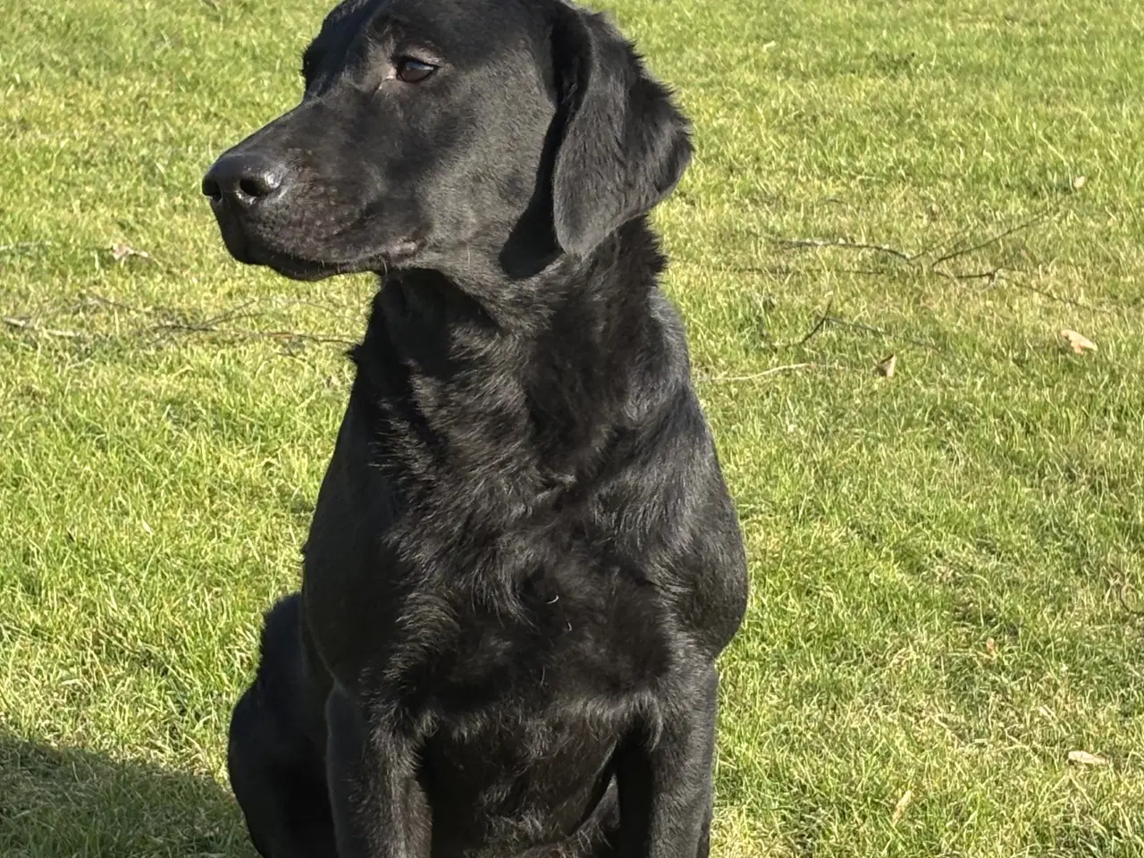 Billede 4 - Labrador