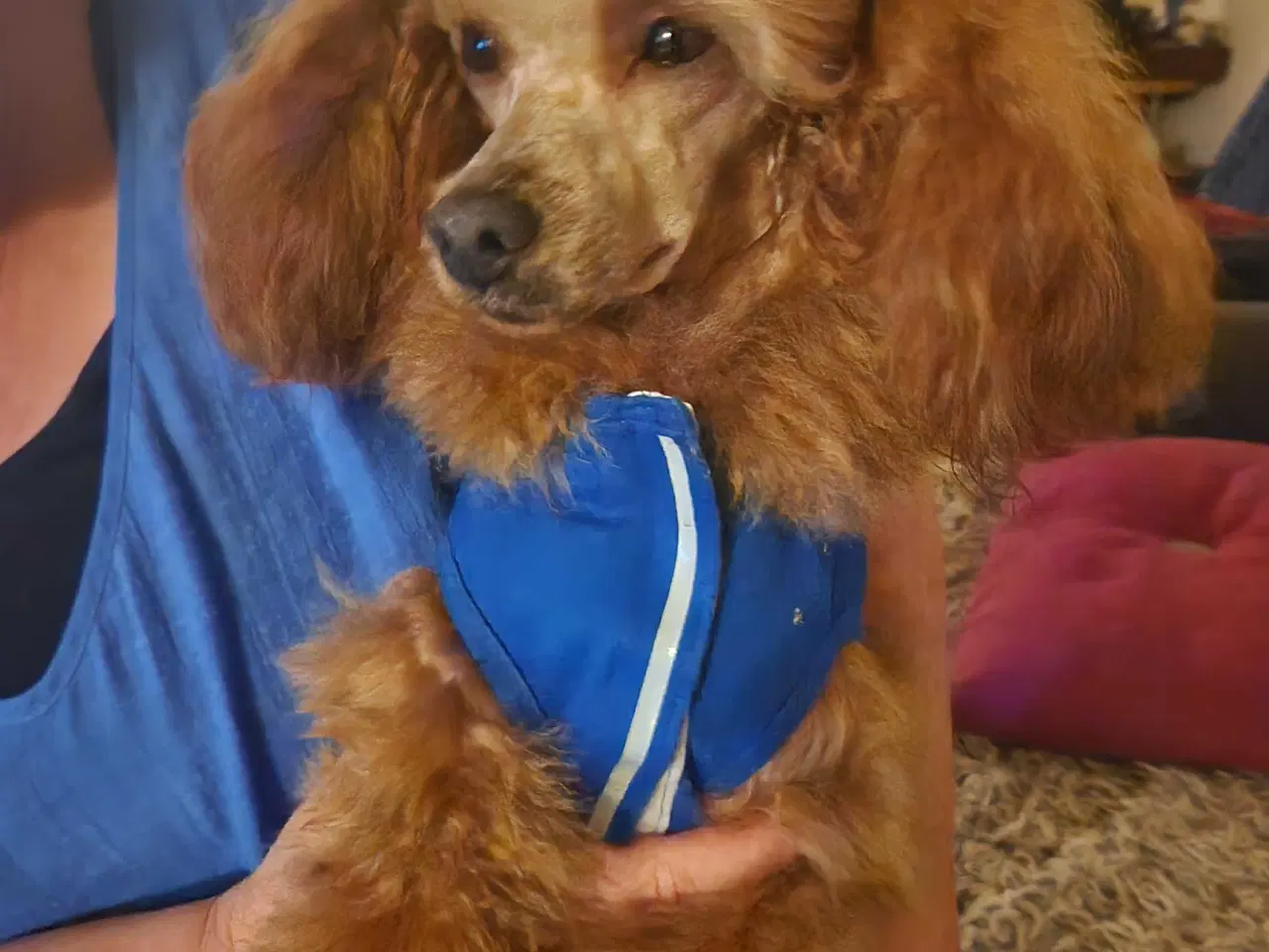 Billede 10 - Bamserne søger ny opvartning 