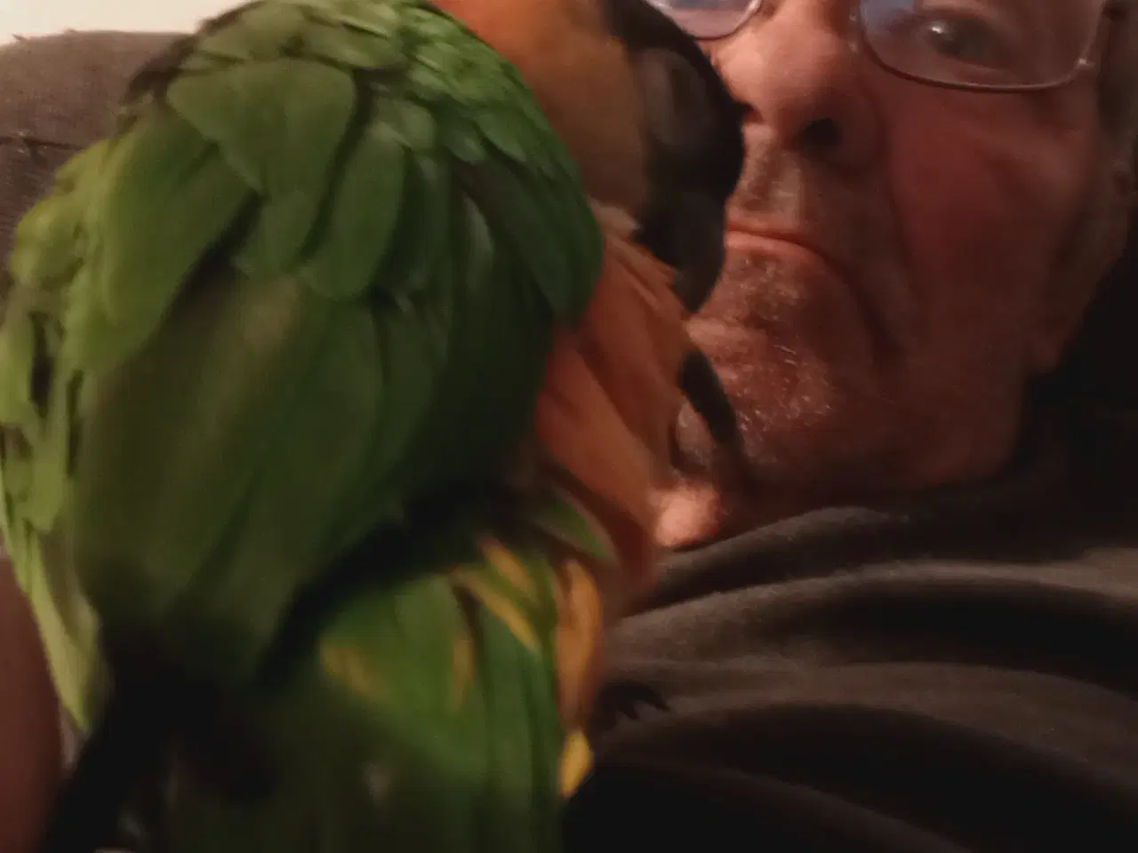 Billede 2 - Sortkappet cuiqer