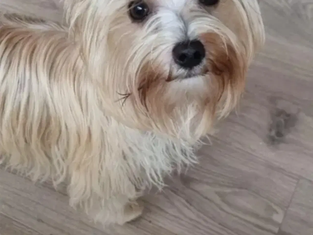 Billede 8 - Yorkshire terrier hvalpe søger kærlige hjem