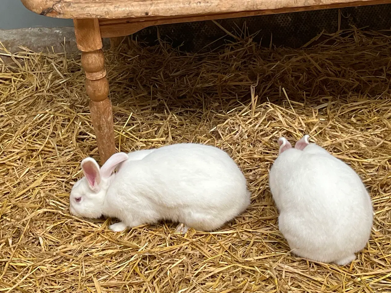 Billede 4 - Hvid land 