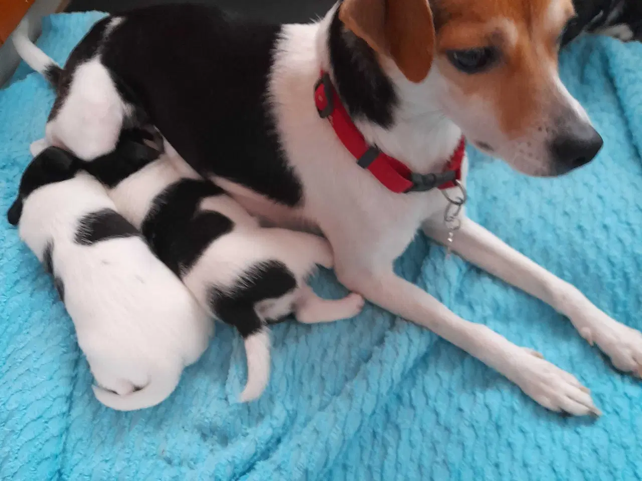 Billede 4 - Dansk svensk gårdhund 