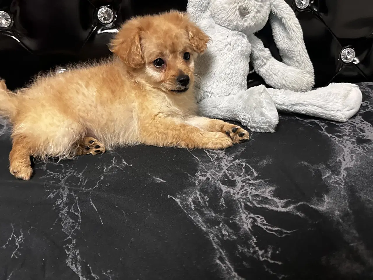 Billede 10 - Cavapoo F2B