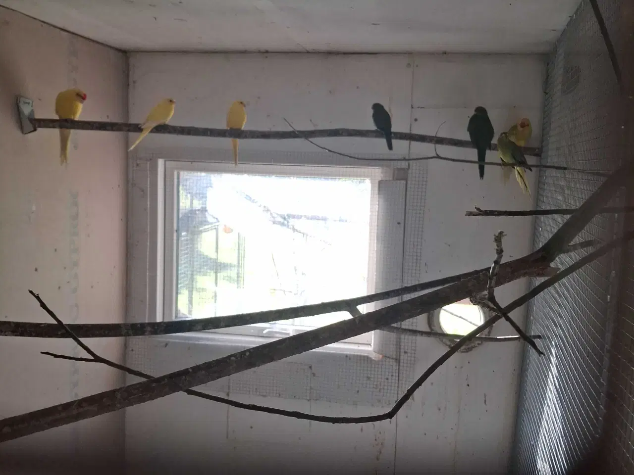 Billede 2 - Alle slags fugle købes