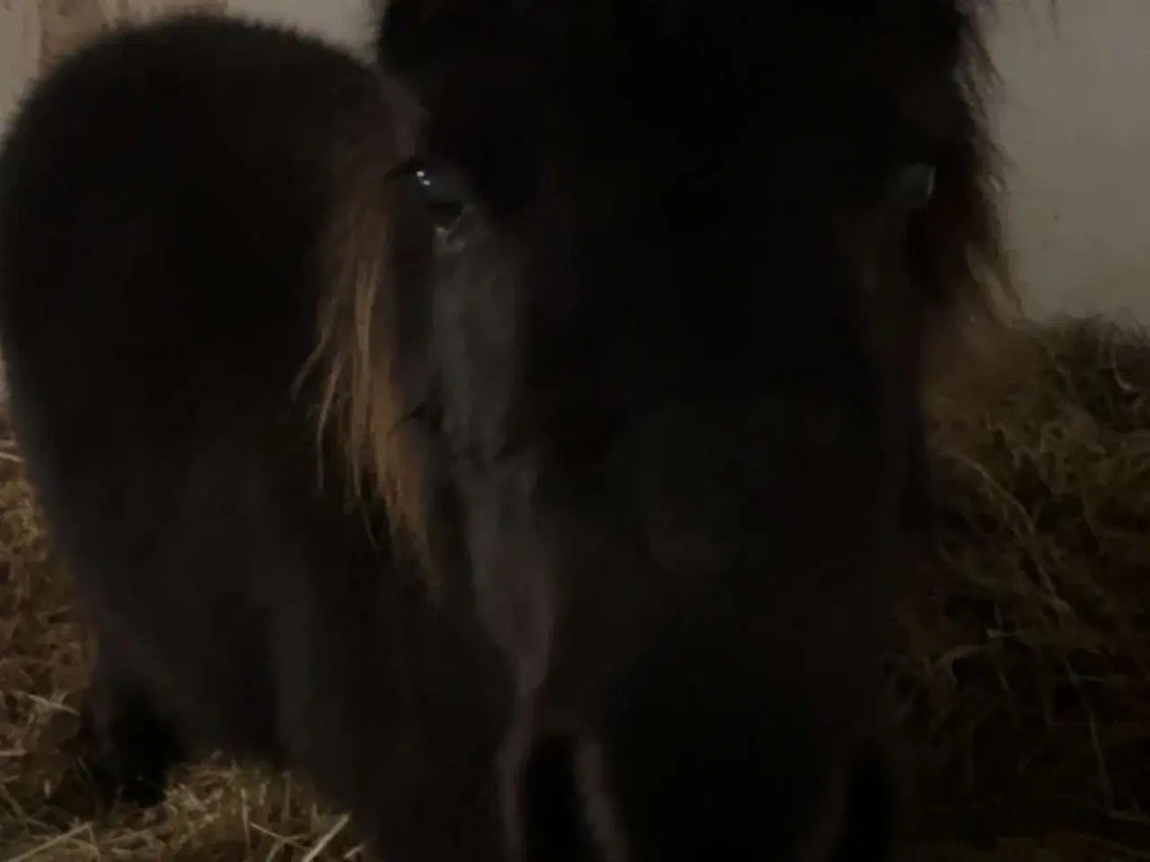 Billede 3 - Sort Shetlænder pony 