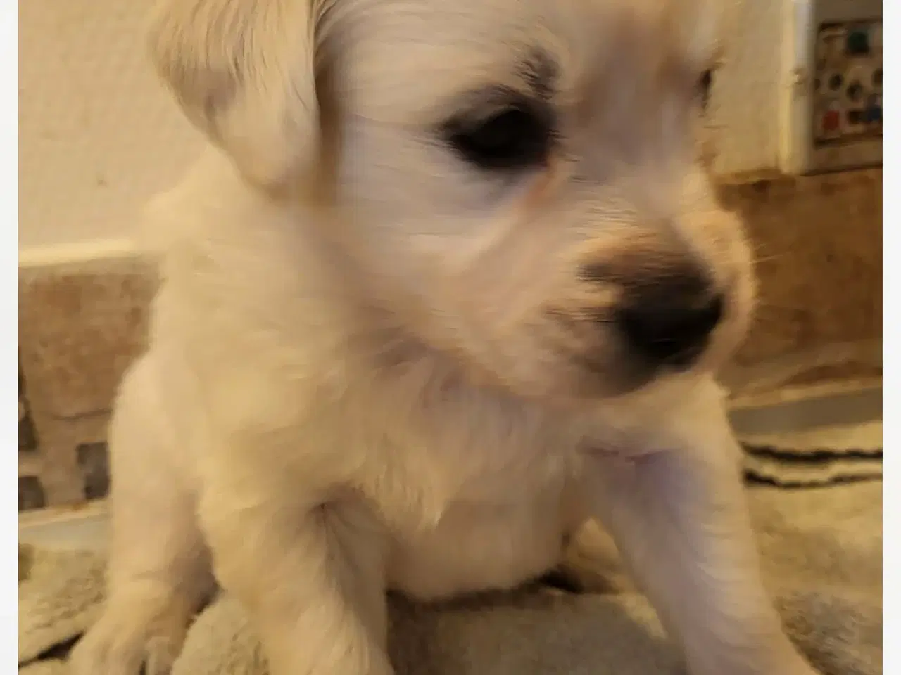 Billede 2 - Golden retriever hvalpe