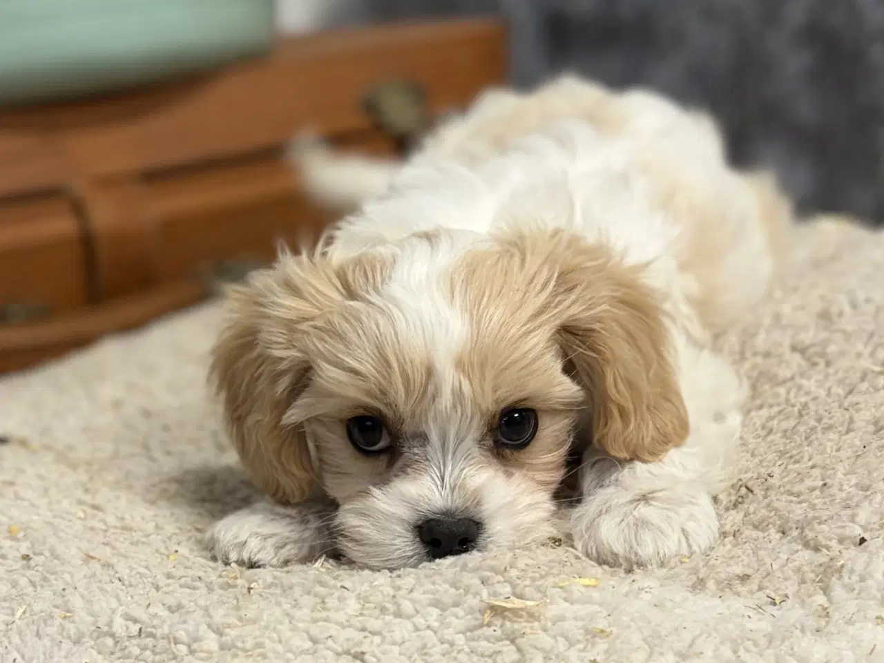 Billede 11 - Den smukkeste Mini Cavapoo pige 