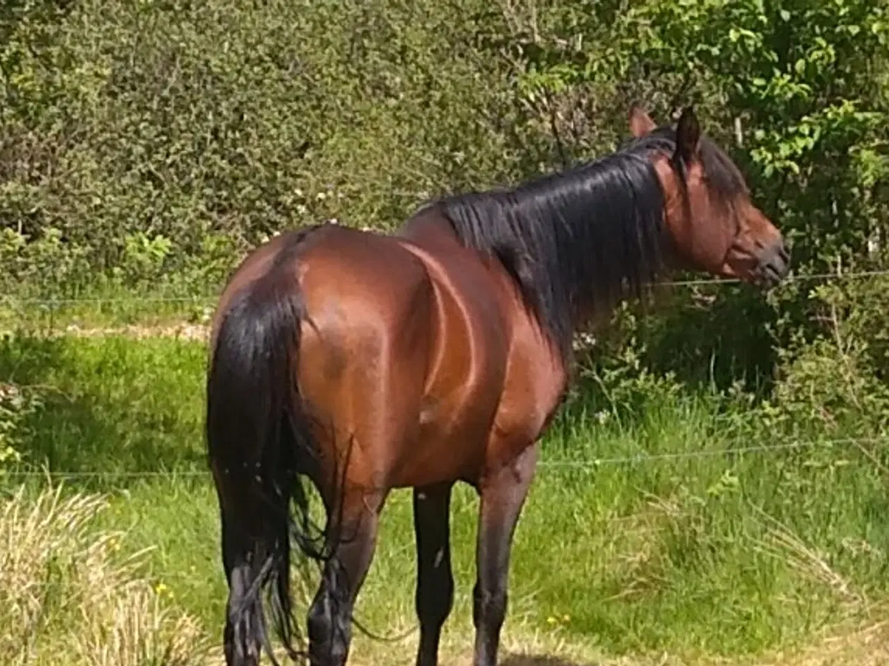 Billede 2 - Arabisk fuldblod Hingst 