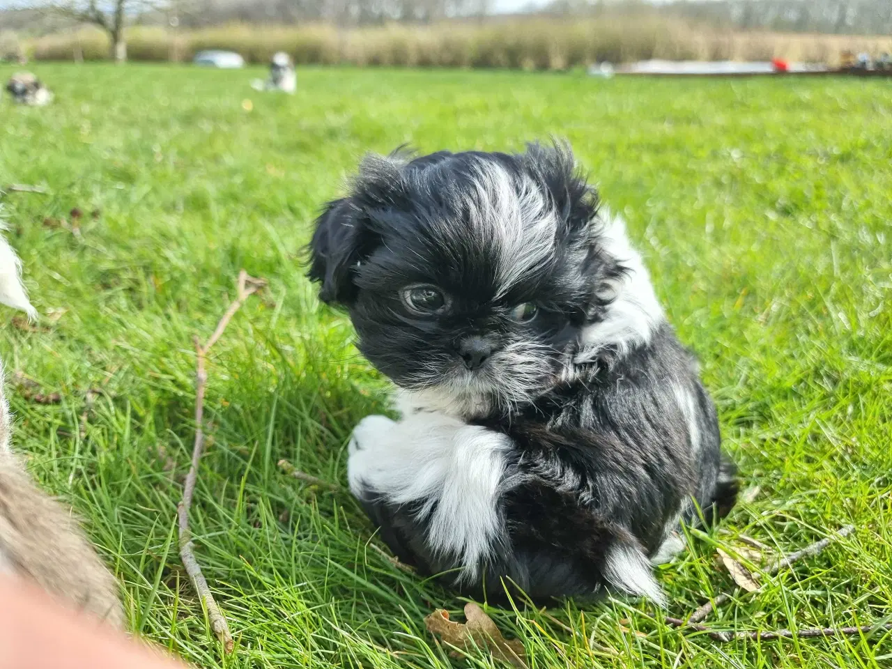 Billede 2 - Shih tzu hvalp