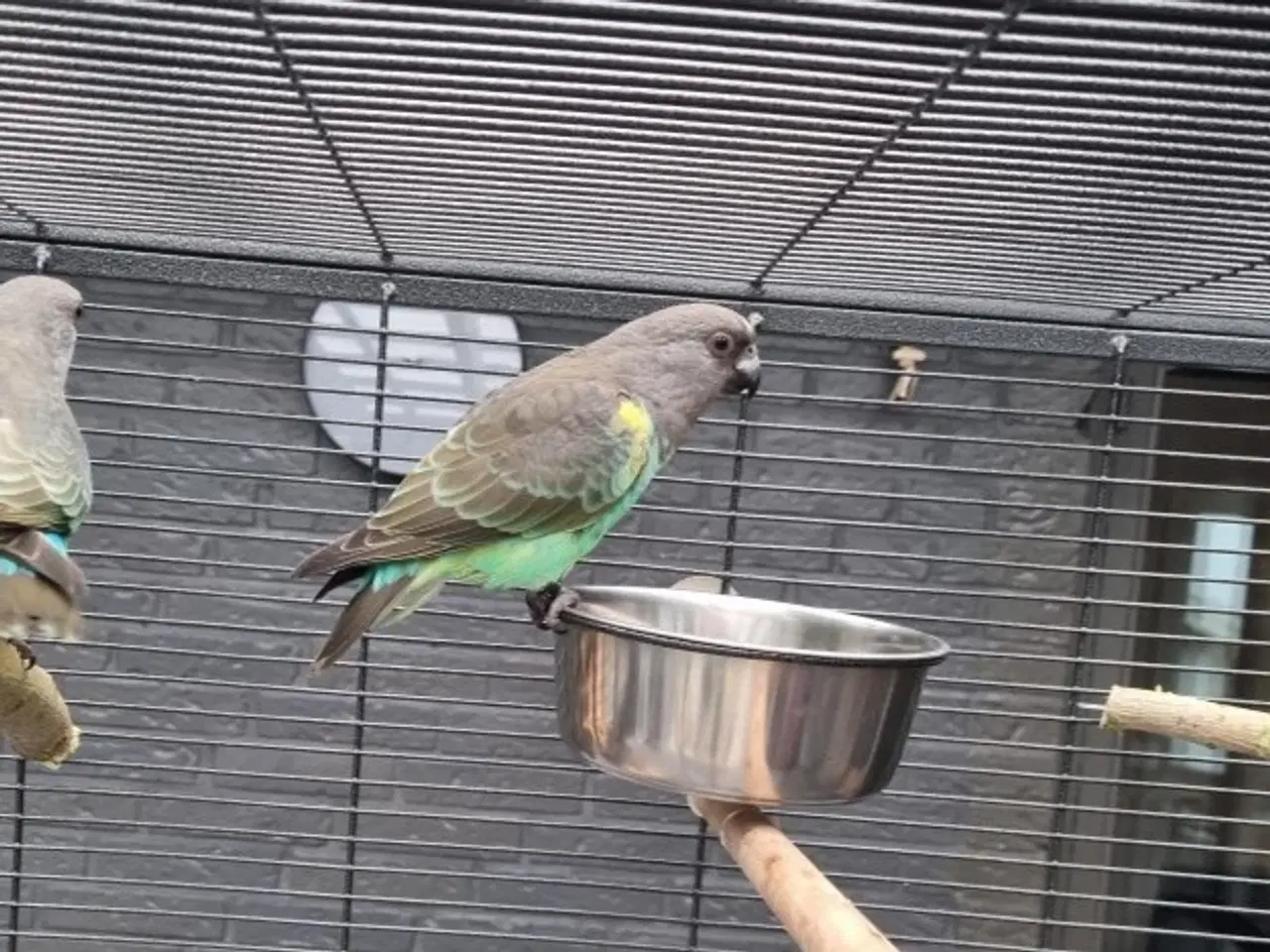 Billede 1 - Meyers papegøje - 10 mdr.