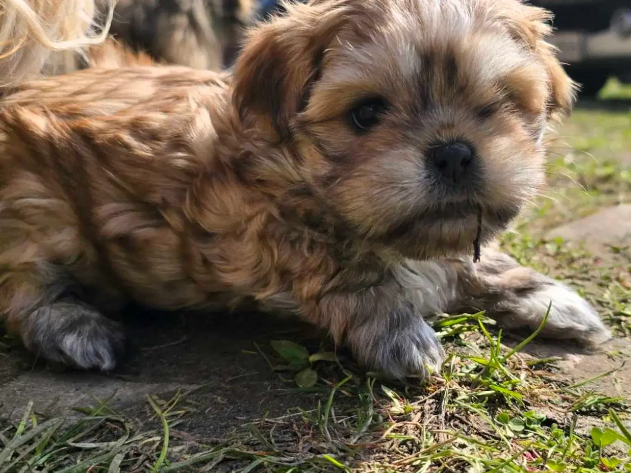 Billede 3 - Super dejlig tæve