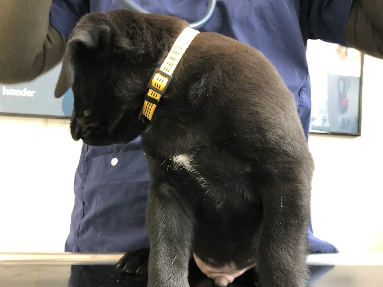 Billede 6 - Rottweiler hunde hvalp sælges 