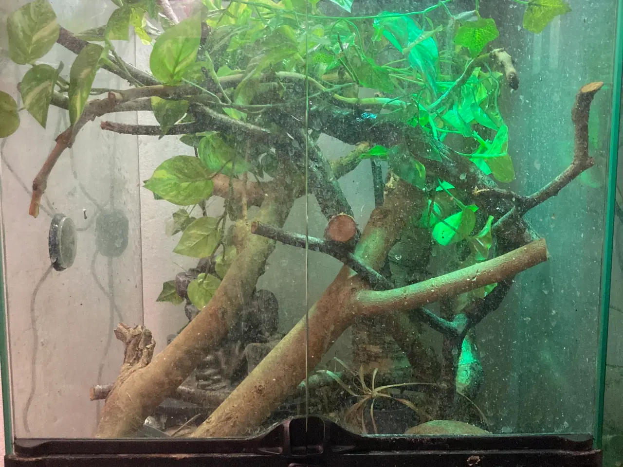 Billede 12 - Grøn Anolepar med udstyr