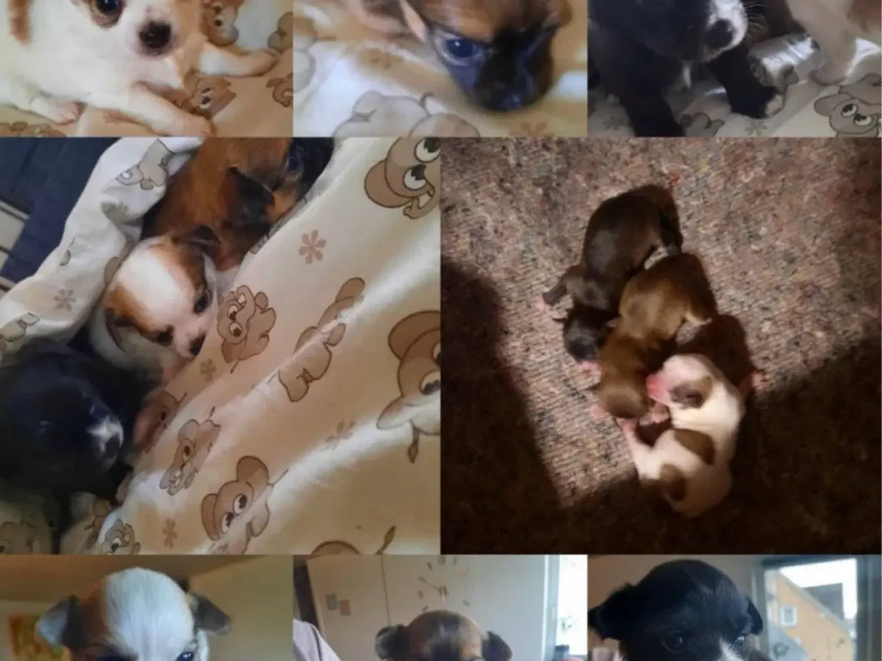 Billede 6 - Chihuahua han tilbydes til parring/avl 