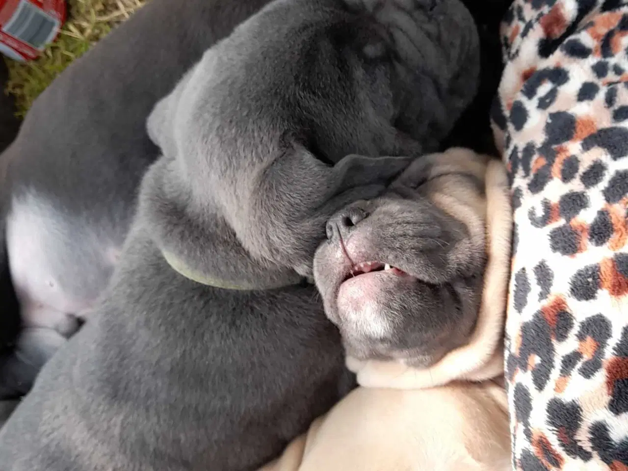 Billede 3 - Cane corso hvalpe