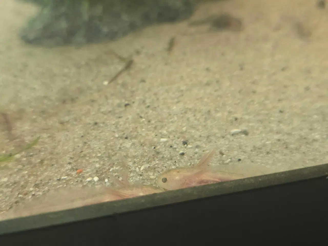 Billede 7 - Axolotl unger fra kendte linjer 