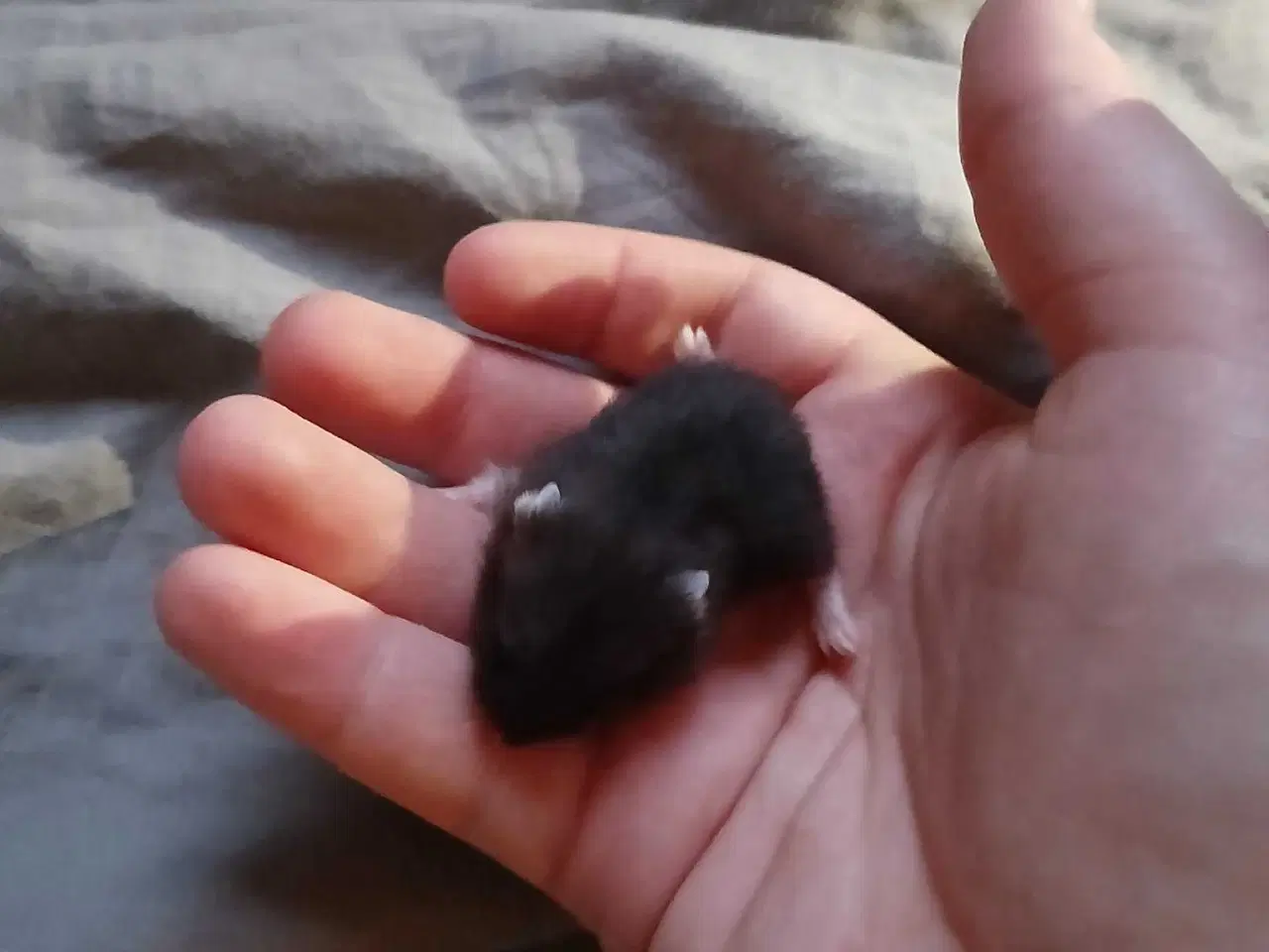 Billede 6 - Dværghamster unger 