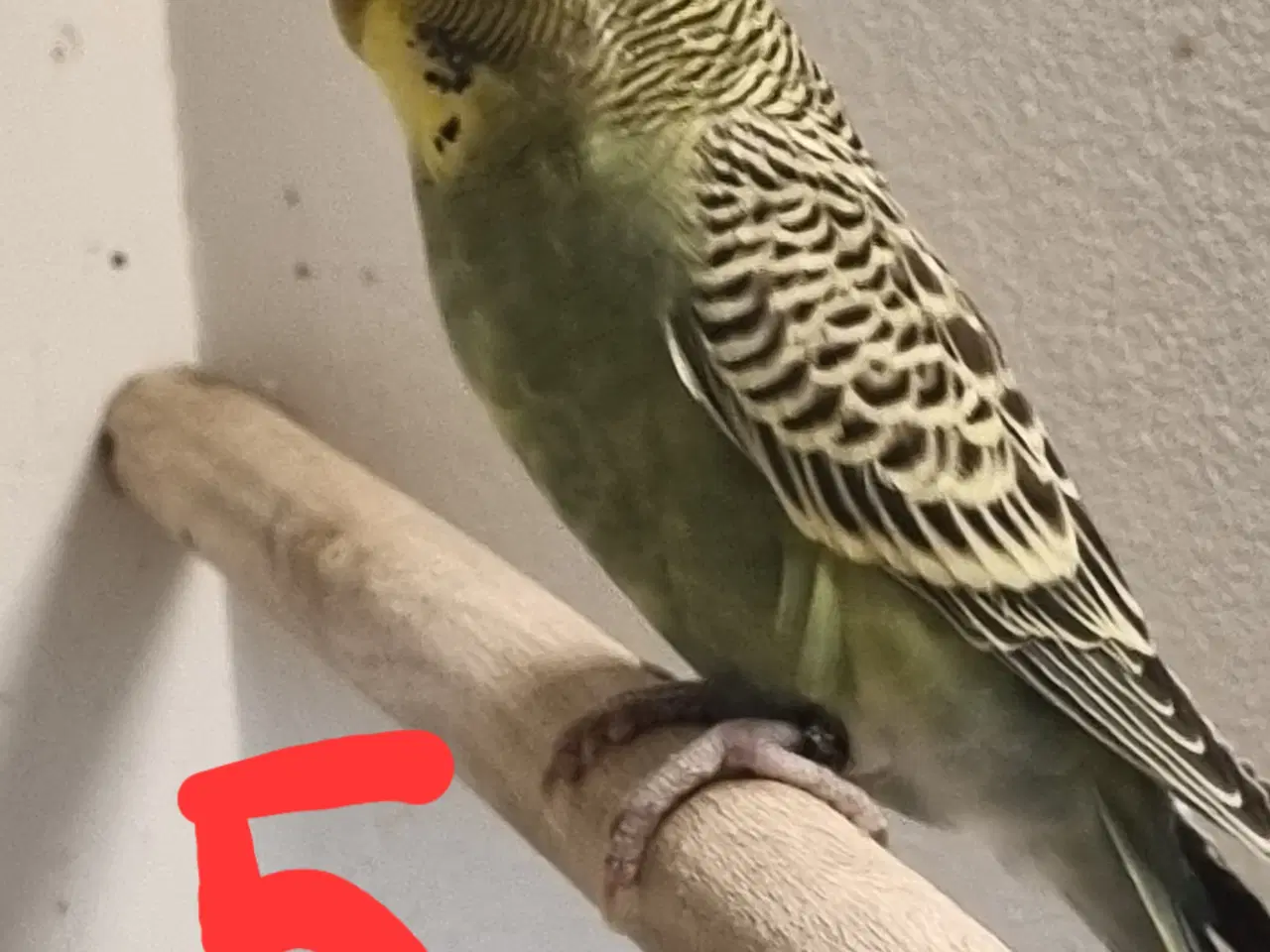 Billede 13 - Undulat unger