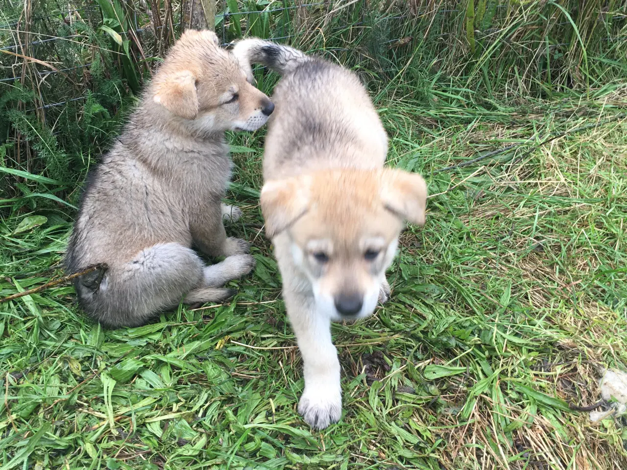 Billede 6 - Hvalpe af hvid schæfer og tjekkoslovakisk ulvehund