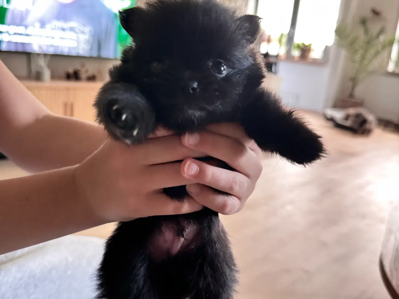 Billede 2 - Pomchi hvalpe 