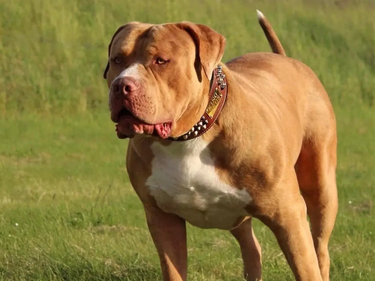 Billede 5 - American Bully tilbydes til avl 