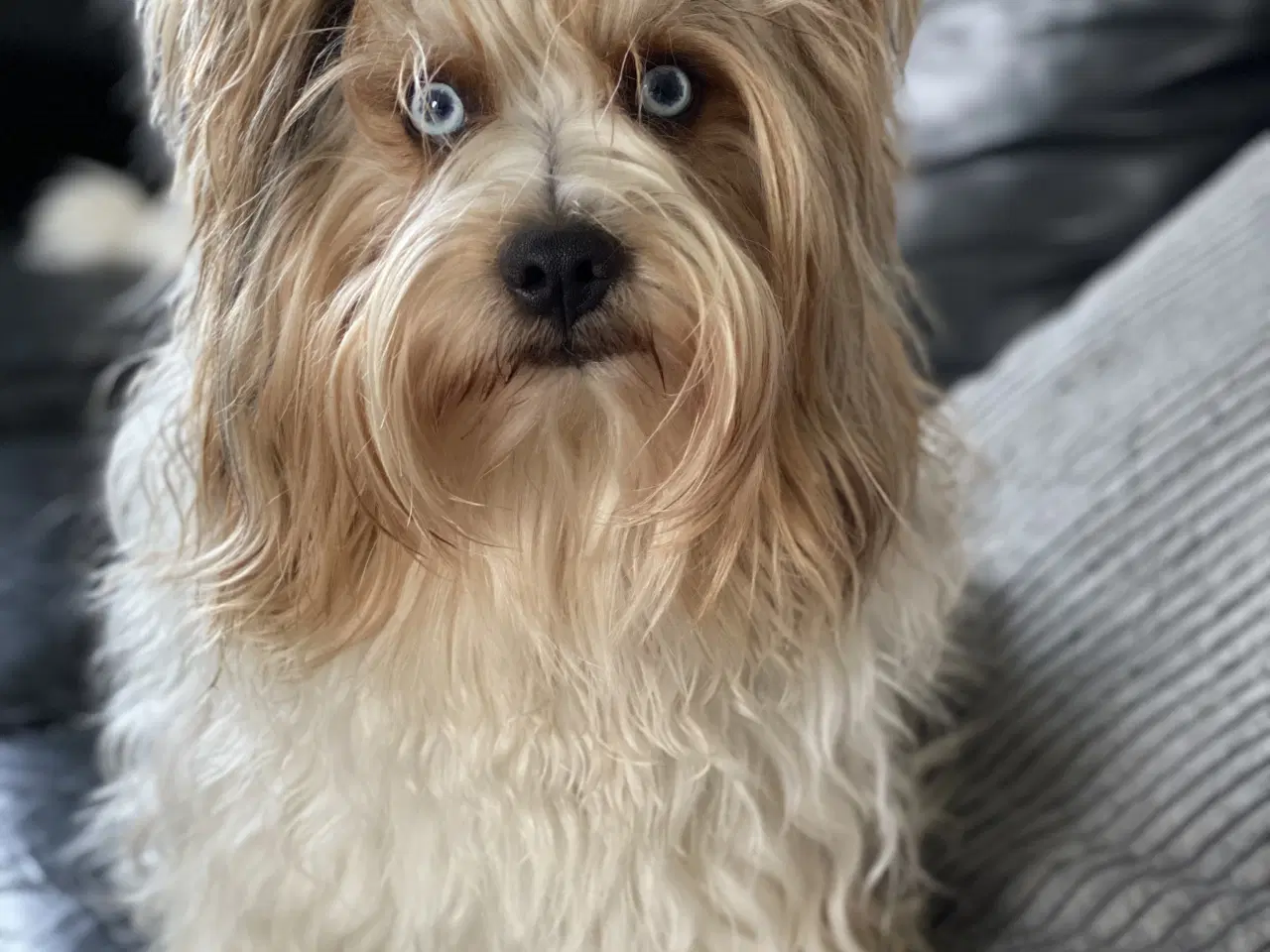 Billede 1 - SØGER tæve med blå øjne