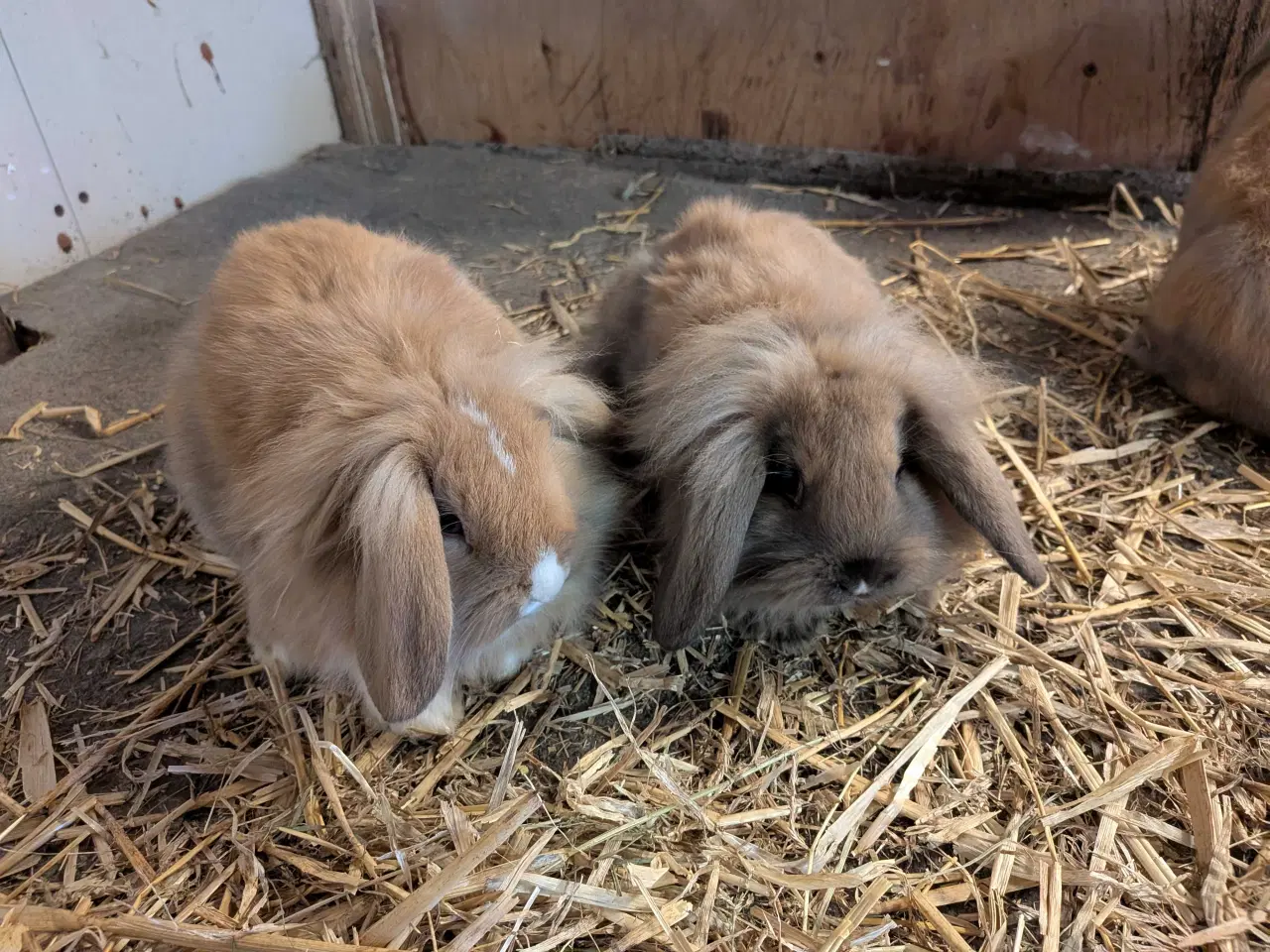 Billede 1 - 4 løvevædder kaninunger